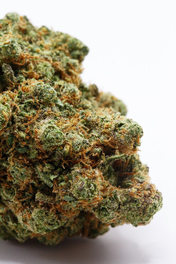 Amnesia Premium